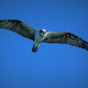 Osprey