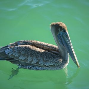 Brown Pelican