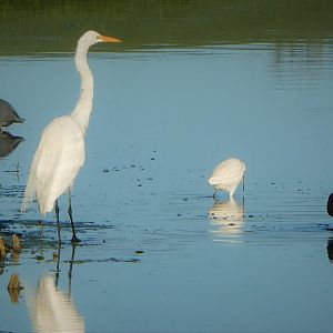 Little Blue Heron, Great Egret, Snowy Egret, Glossy Ibis