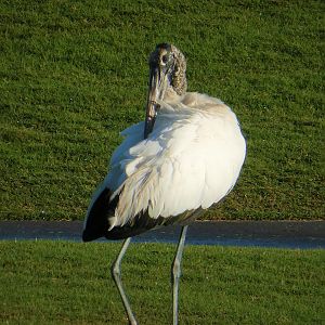 Wood Stork