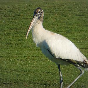 Wood Stork