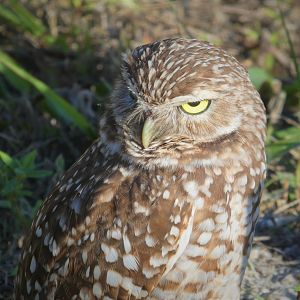 Florida Burrowing Owl