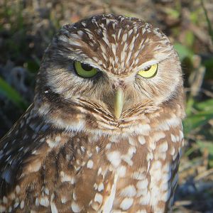 Florida Burrowing Owl