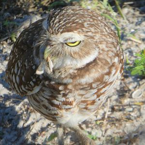 Florida Burrowing Owl with Prey