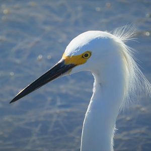 Snowy Egret