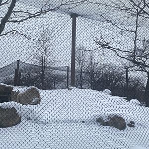 Gorilla Forest - Western Lowland Gorilla Exhibit #1