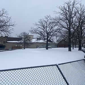 African Hoofstock - Grant’s Zebra/Lesser Kudu/African Spurred Tortoise Exhibit