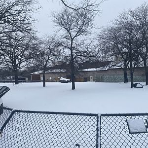African Hoofstock - Grant’s Zebra/Lesser Kudu/African Spurred Tortoise Exhibit