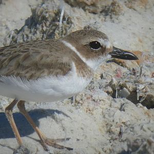 Wilson's Plover