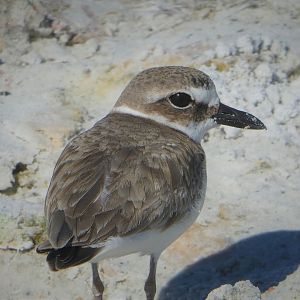 Wilson's Plover