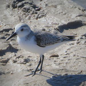 Sanderling