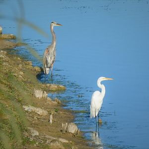 Great Blue Heron, Great Egret