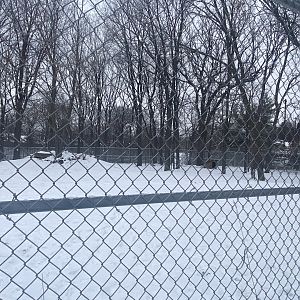 Wolf Woods - Grey Wolf Exhibit