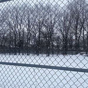 Wolf Woods - Grey Wolf Exhibit