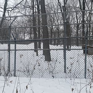 Wolf Woods - Grey Wolf Exhibit