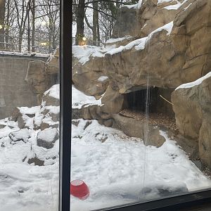 Large Cats - Cougar Exhibit