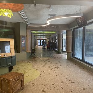 Large Cats - Hallway