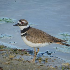 Killdeer
