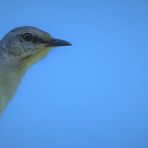 Northern Mockingbird