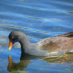 North American Common Gallinule