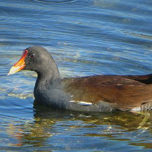 North American Common Gallinule