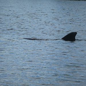 Common Bottlenose Dolphin