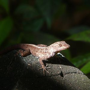Brown Anole