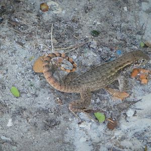 Northern Curly-tailed Lizard
