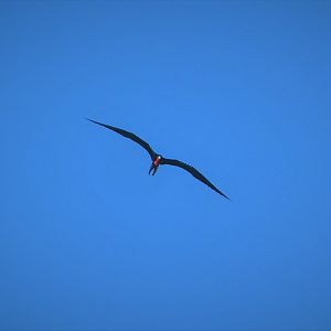 Magnificent Frigatebird