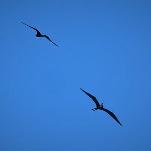 Magnificent Frigatebirds