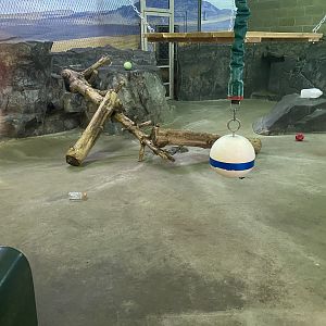 Large Cats - Indoor Cougar Exhibit