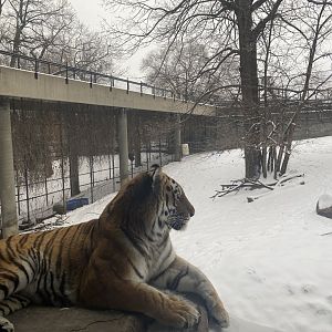 Tsar the Amur Tiger