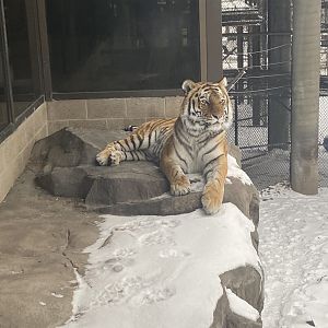 Tsar the Amur Tiger