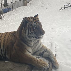 Tsar the Amur Tiger