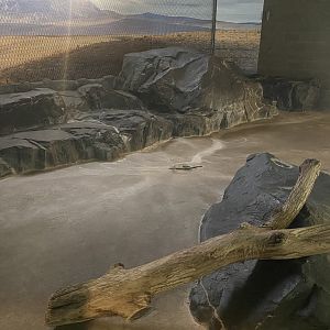 Large Cats - Indoor African Lion Exhibit