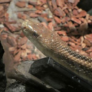 Discovery Center - Uplands - Eastern Ratsnake