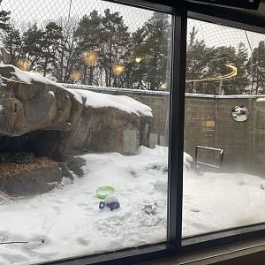 Large Cats - Snow Leopard Exhibit