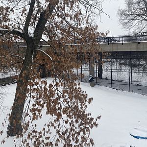 Large Cats - African Lion Exhibit