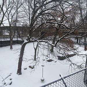 Large Cats - African Lion Exhibit
