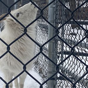 Dall’s Sheep Stretching