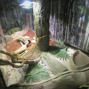 Discovery Center - Uplands - Florida Kingsnake Exhibit