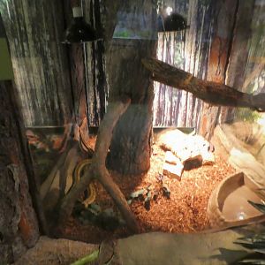 Discovery Center - Uplands - Eastern Ratsnake Exhibit