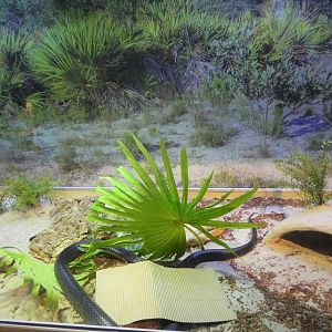 Discovery Center - Uplands - Eastern Indigo Snake Exhibit
