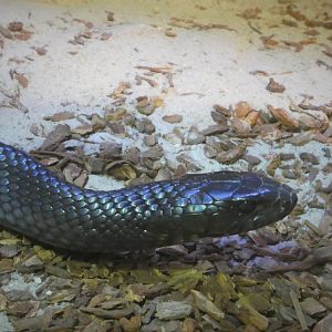 Discovery Center - Uplands - Eastern Indigo Snake