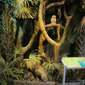 Discovery Center - Everglades - Florida Panther Display