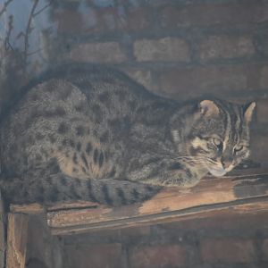 leopard cat (Prionailurus bengalensis)