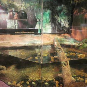 Discovery Center - Everglades - American Alligator Exhibit