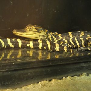 Discovery Center - Everglades - American Alligators