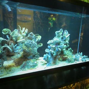 Discovery Center - Gulf Toadfish Tank