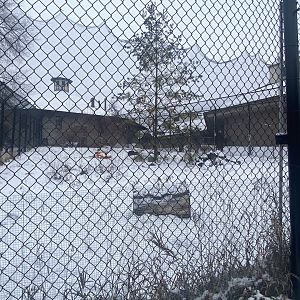 Old Hoofstock - Arctic Fox Exhibit